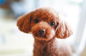 ペット共生マンション