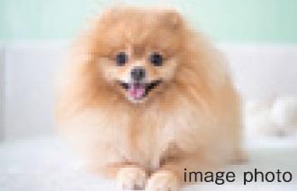 ペット可マンション