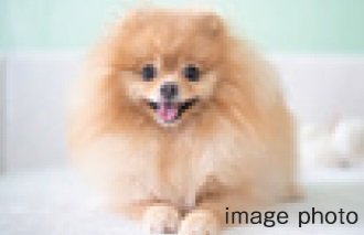 ペット可マンション