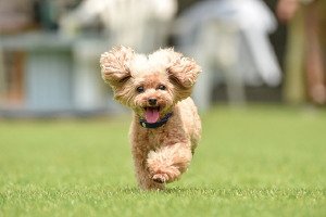 愛するペットと過ごす楽しい暮らし
