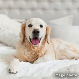大型犬飼育可能