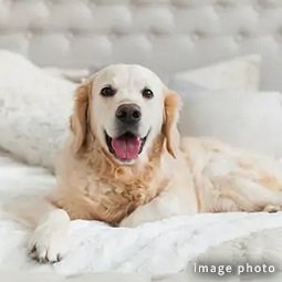 大型犬飼育可能