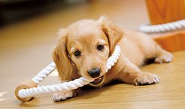 イヌやネコの爪による
ペット傷に強い
