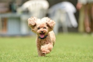 愛するペットと過ごす楽しい暮らし