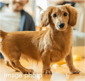 ペット共生マンション