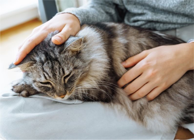 ペット飼育可