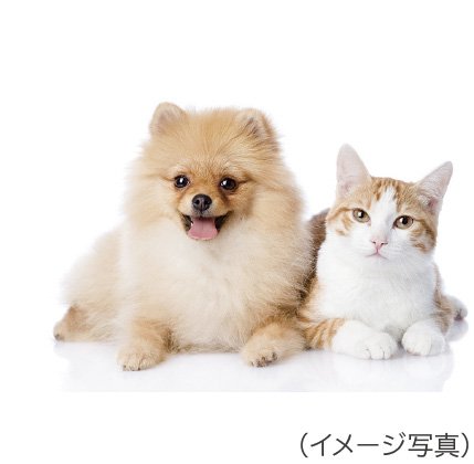 ペット対応マンション