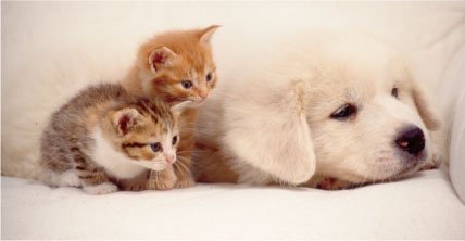 ペット3匹飼育可