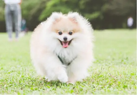 ペットの足洗いなどに便利なコミュニティウォッシャー