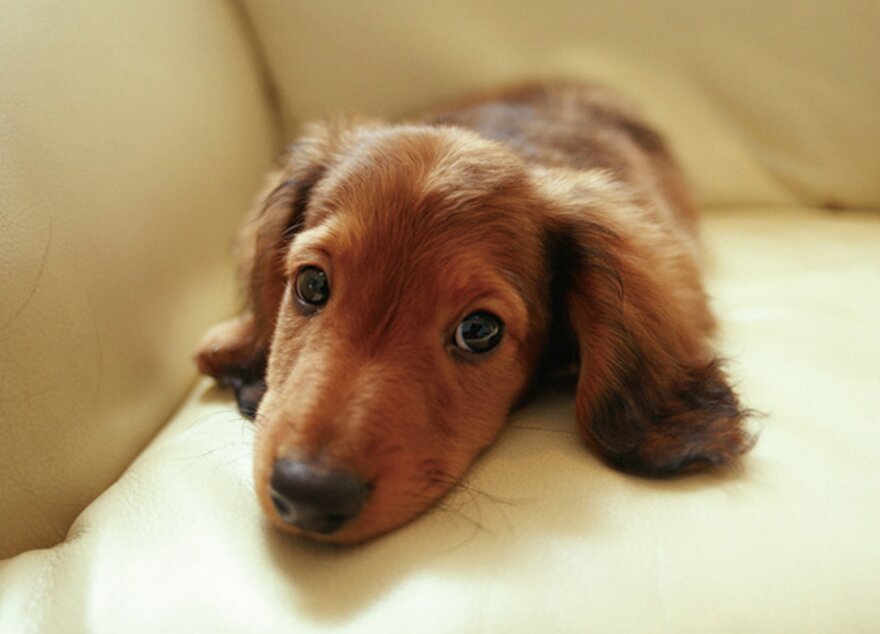 ペット対応マンション