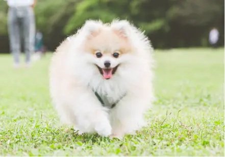ペットの足洗いなどに便利なコミュニティウォッシャー