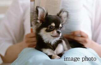 ペット足洗い場