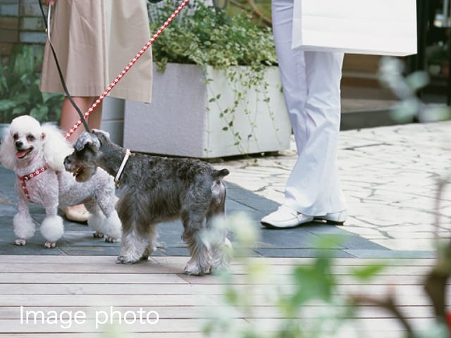 ペットと暮らせるマンション
