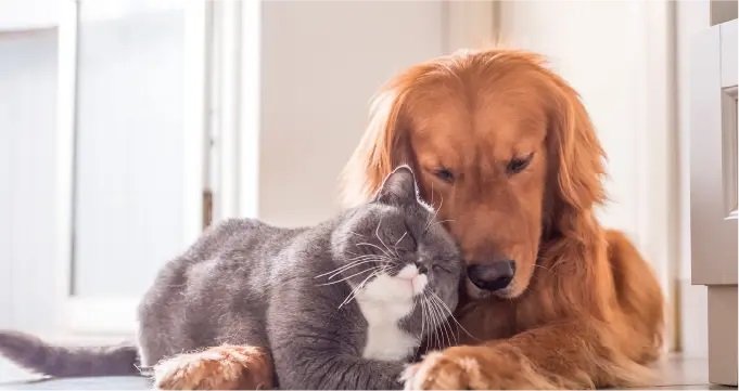 ペット飼育可能