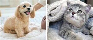 ペット飼育可