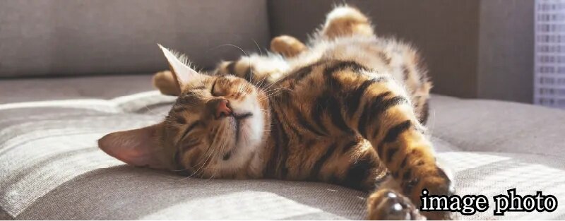 ペット飼育対応マンション