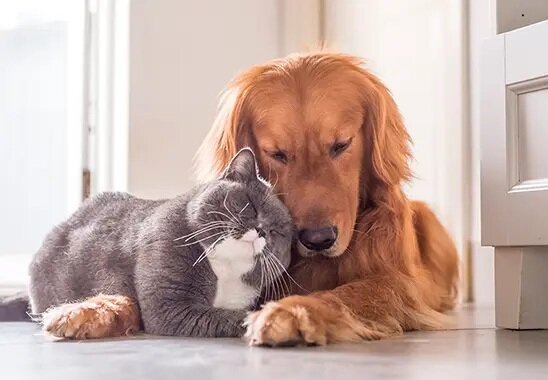 ペット飼育可能マンション