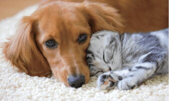 ペット飼育可（共用部ペット足洗い場・ペット対応エレベーター採用）