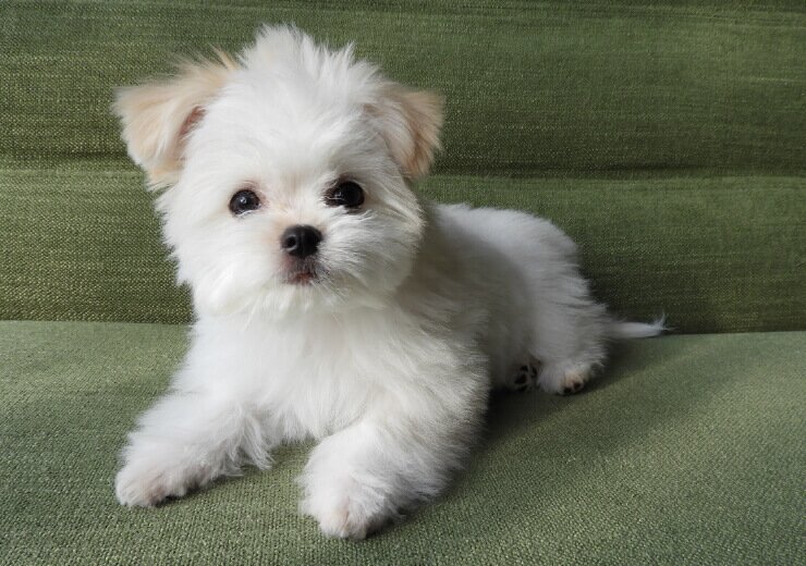 ペット用足洗い場