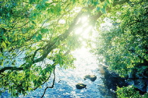 「F☆☆☆☆」(Fフォースター)