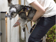 ペット足洗い場