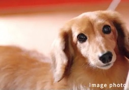 ペット飼育可能