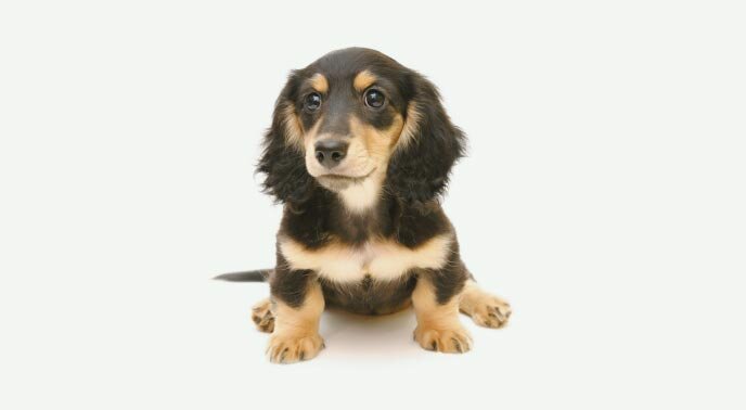 ペット同居可能