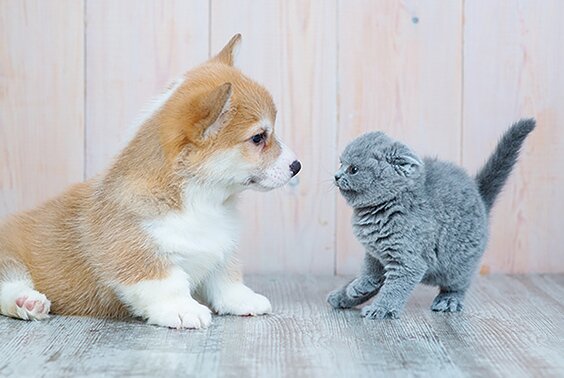 ペット可マンション