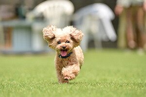 愛するペットと過ごす楽しい暮らし