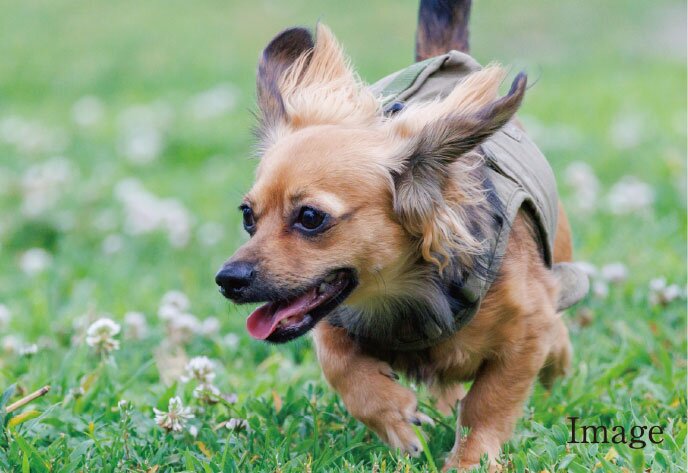 ペットと一緒に暮らせます