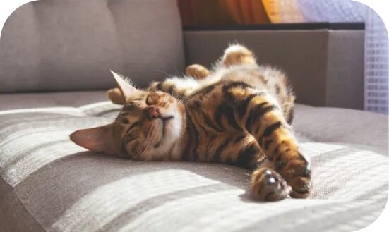 ペット飼育対応マンション