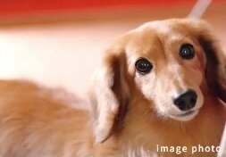 ペット飼育可能