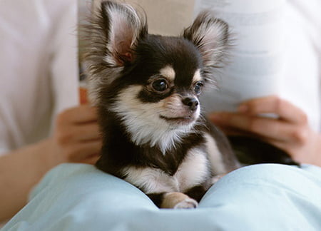 ペット飼育可マンション