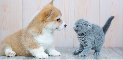 ペット可マンション