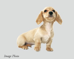 ペット共生マンション・ペット足洗場