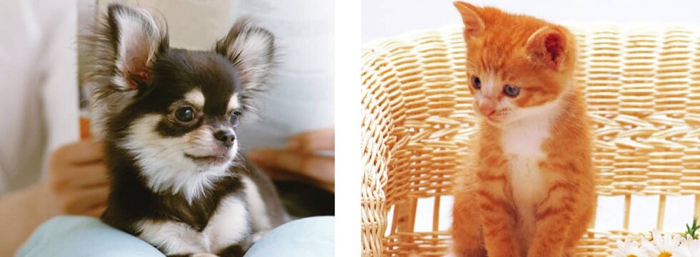 ペットと暮らせる