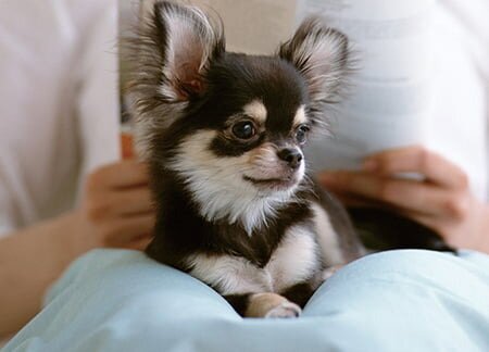 ペット飼育可マンション