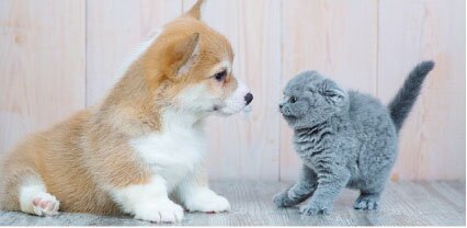 ペット可マンション