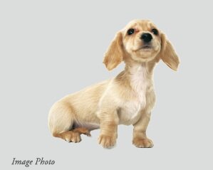 ペット共生マンション・ペット足洗場