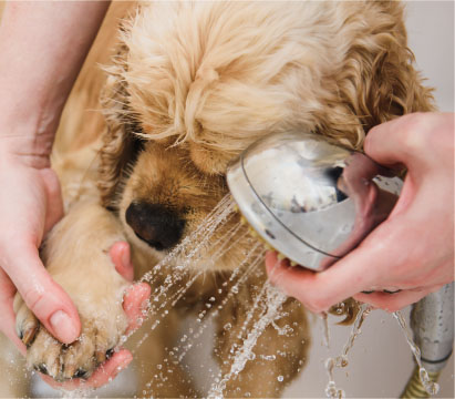 ペット足洗い場