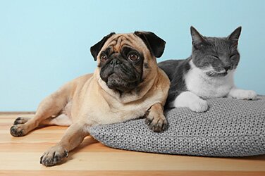 ペットの飼育も可能