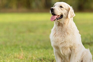 大型犬も飼育可能（1階住戸のみ）