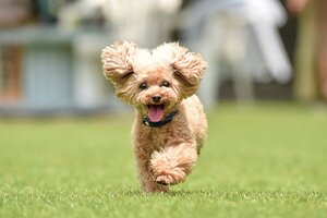 愛するペットと過ごす楽しい暮らし