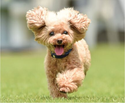 愛するペットと過ごす楽しい暮らし