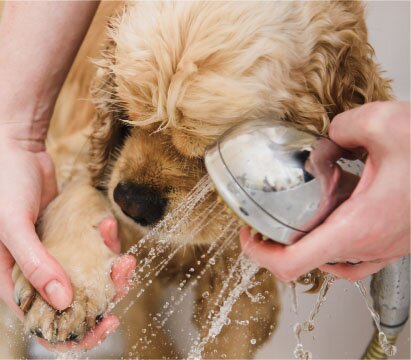 ペット足洗い場