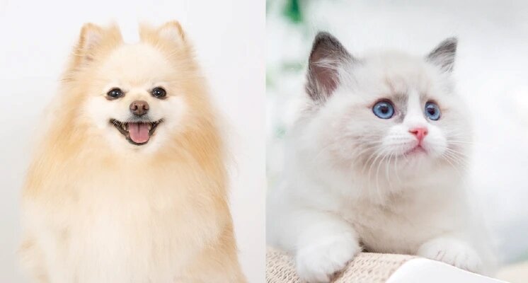 ペット飼育可能