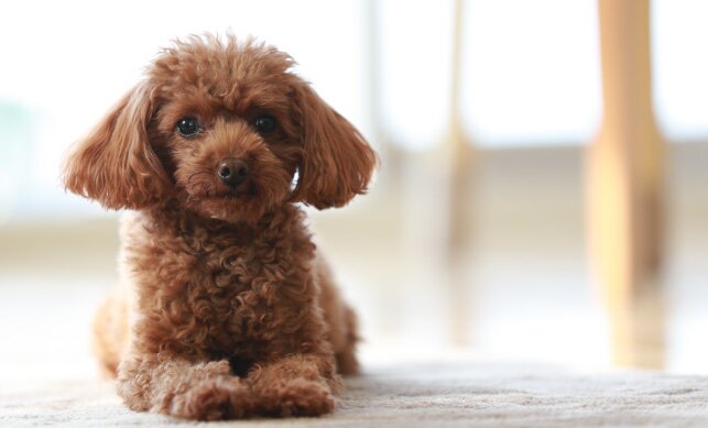 ペット足洗い場