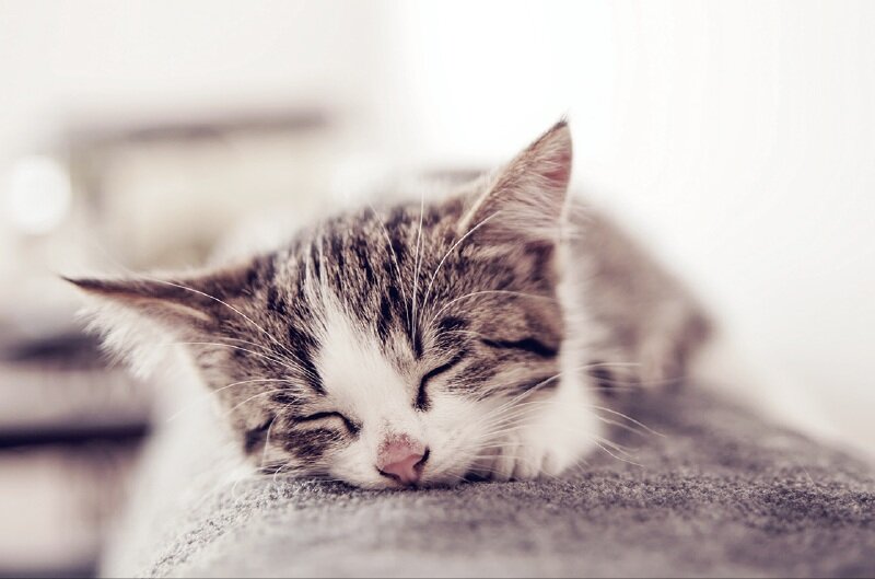 ペット飼育可