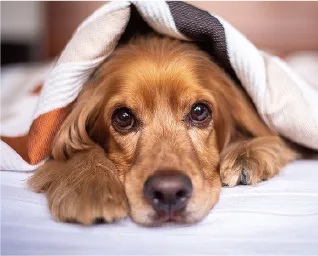 ペット共生マンション※3