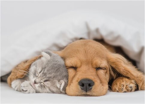 ペット可マンション